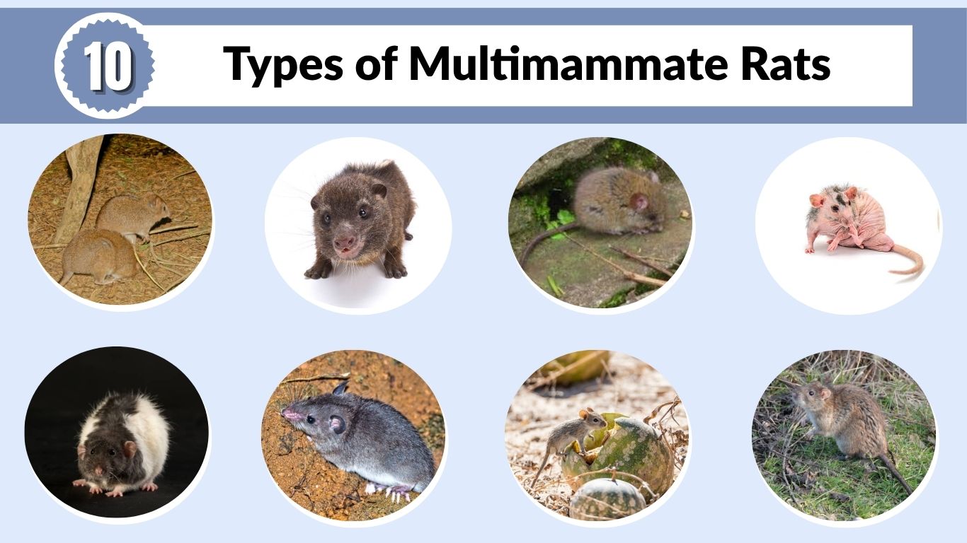 10 Types of Multimammate Rats: Identification, Habitat and Pictures
