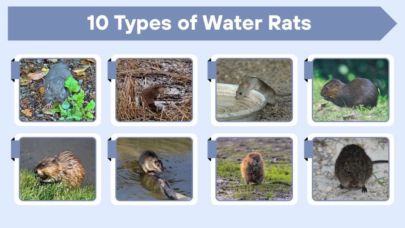 10 Types of Water Rats: Identification, Habitat and Pictures