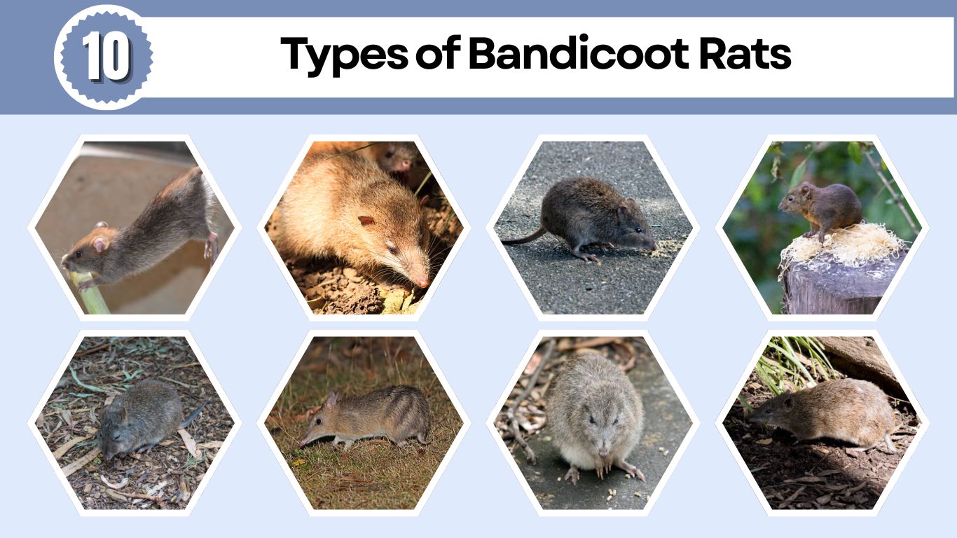 10 Types of Bandicoot Rats: Species Id with Pictures