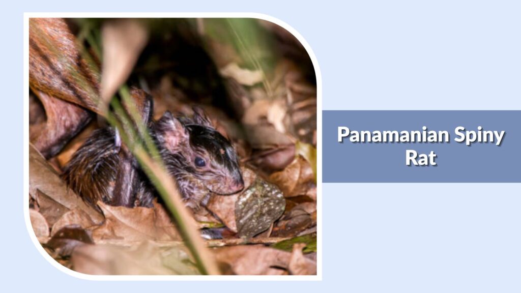 Panamanian Spiny Rat