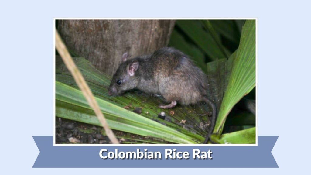 Colombian Rice Rat