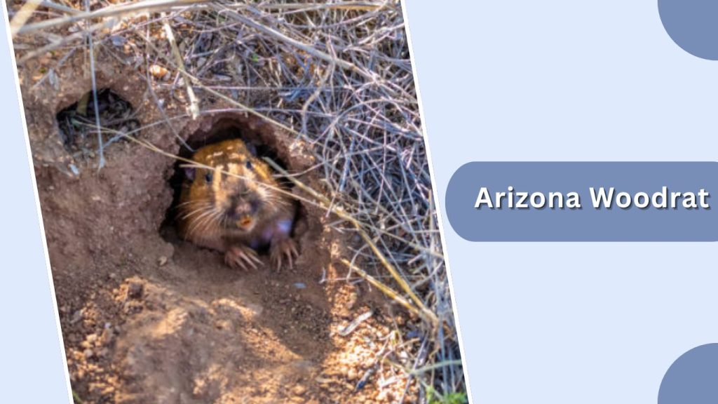 Arizona Woodrat