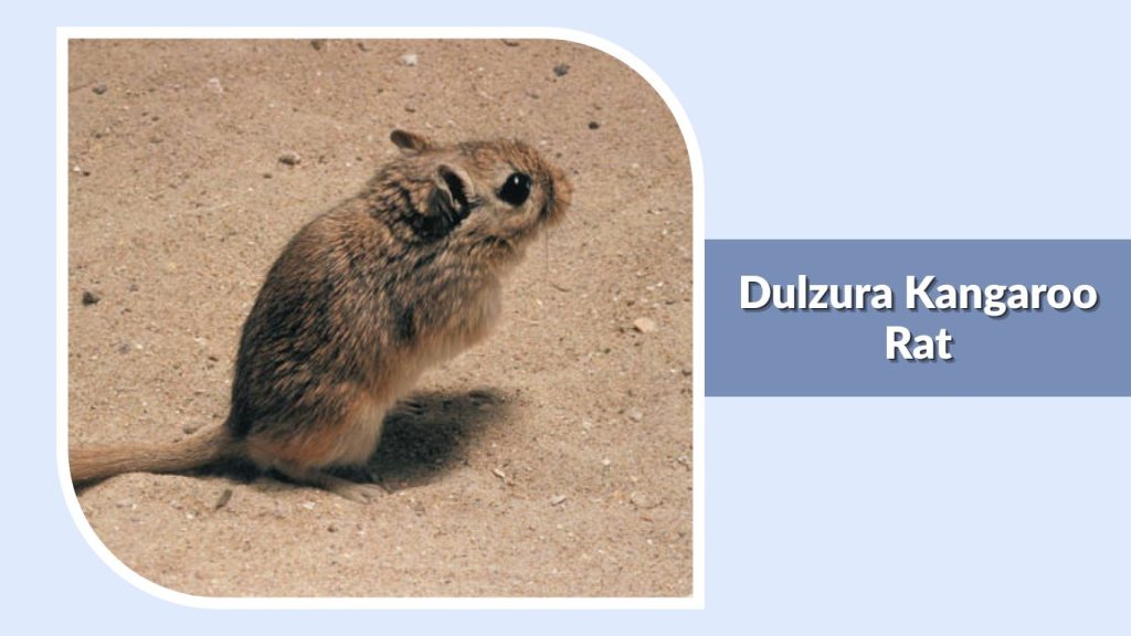 Dulzura Kangaroo Rat