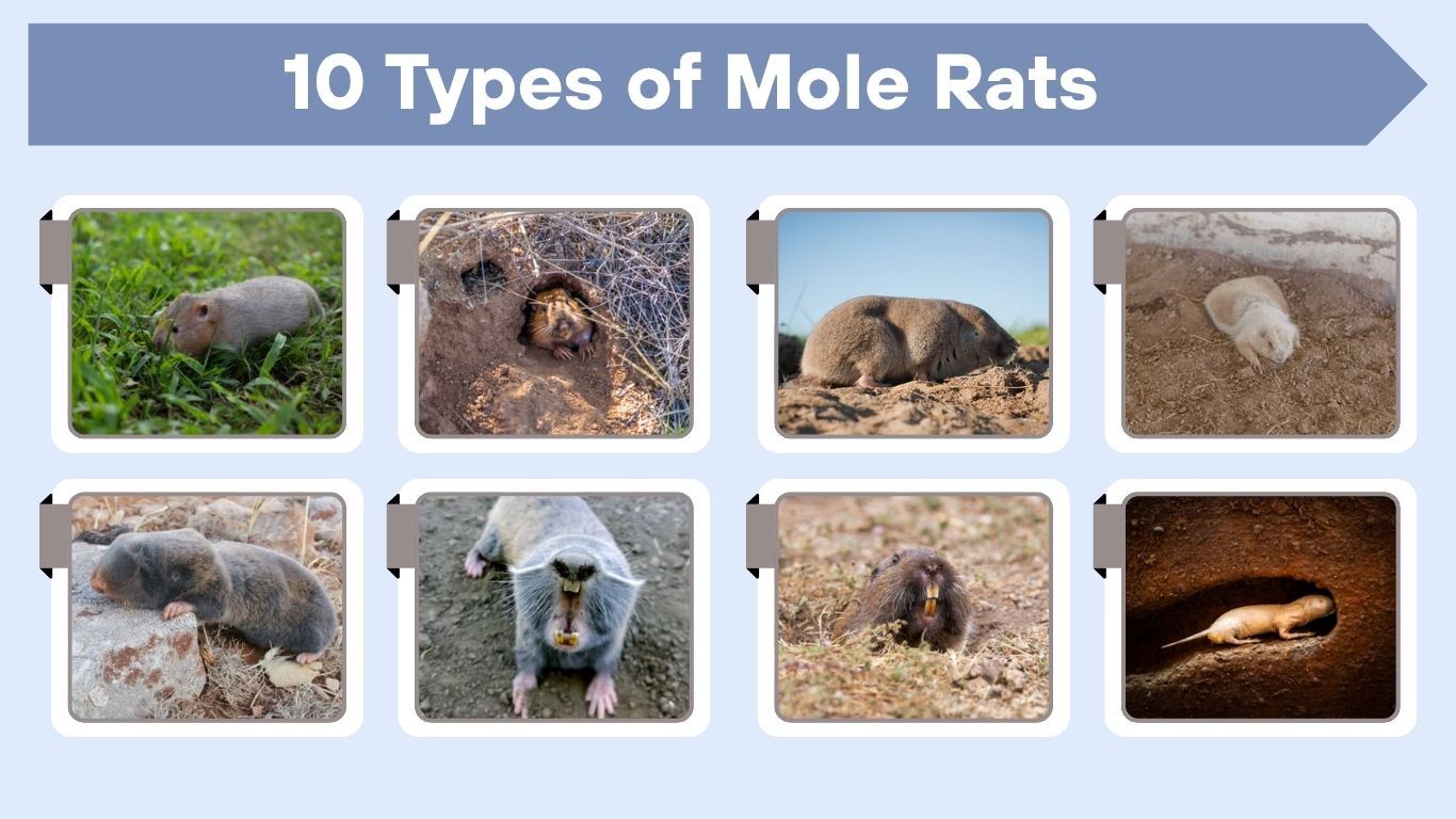 10 Types of Mole Rats: Identification with Pictures