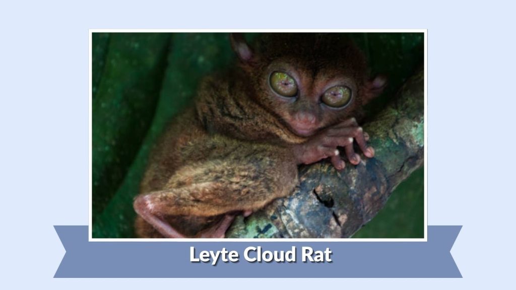 Leyte Cloud Rat