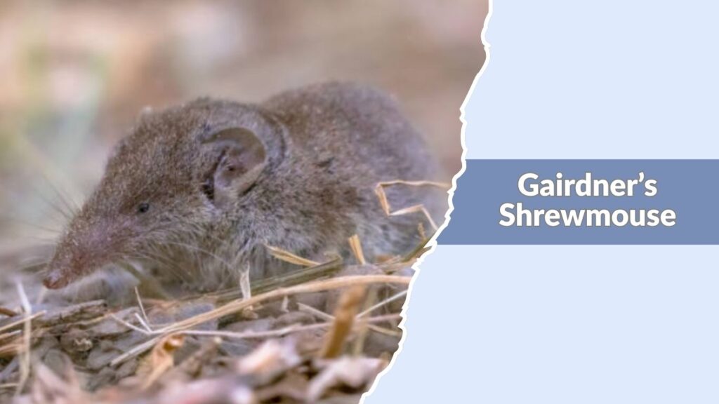 Gairdner’s Shrewmouse