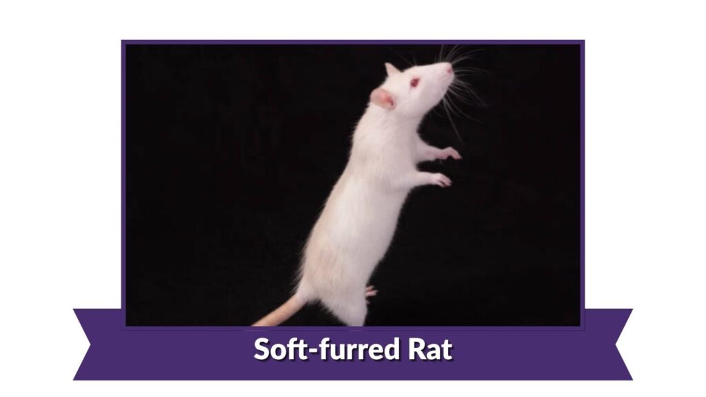 Soft-furred Rat