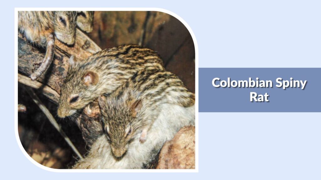 Colombian Spiny Rat