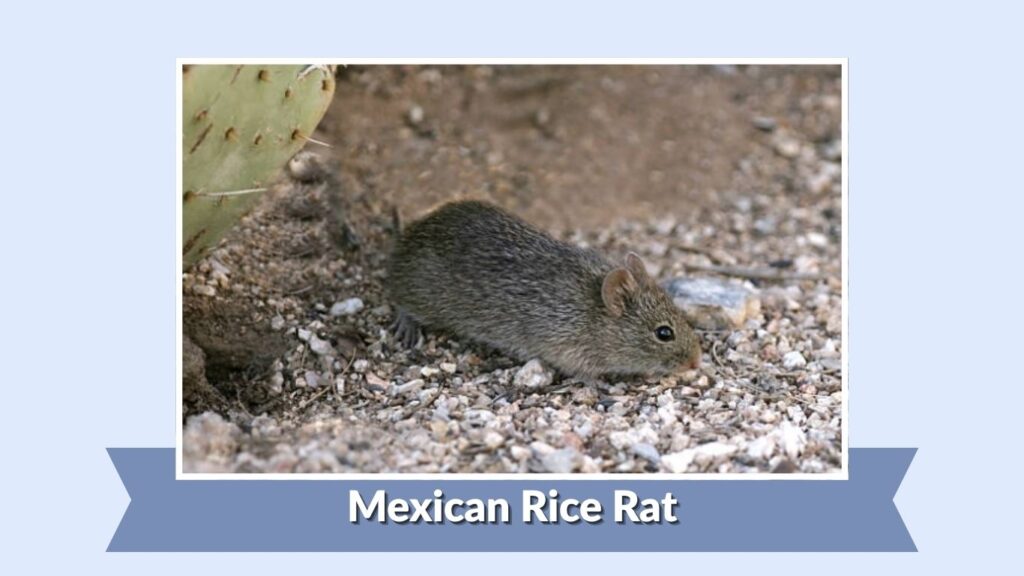 Mexican Rice Rat