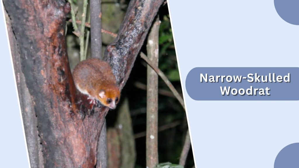 Narrow-Skulled Woodrat