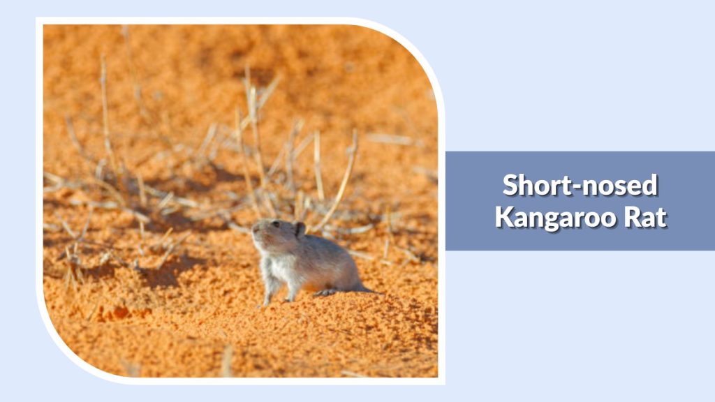 Short-nosed Kangaroo Rat