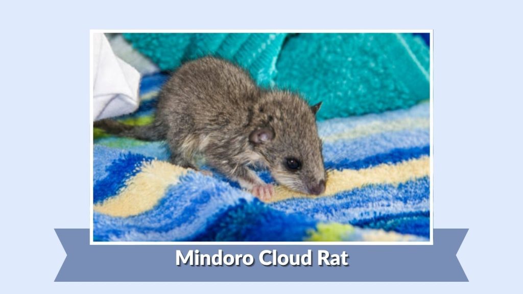 Mindoro Cloud Rat