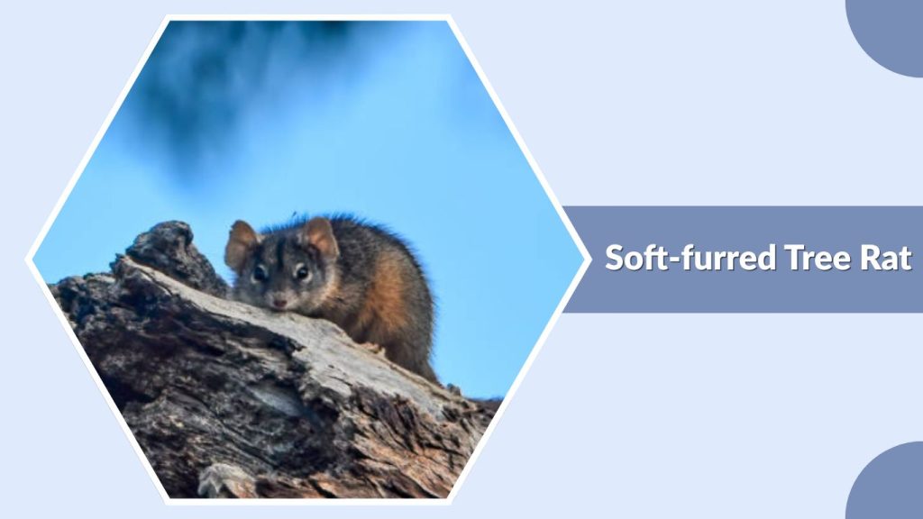Soft-furred Tree Rat