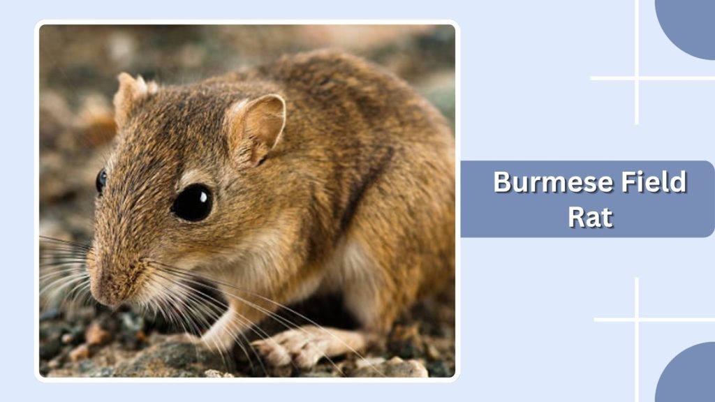 Burmese Field Rat