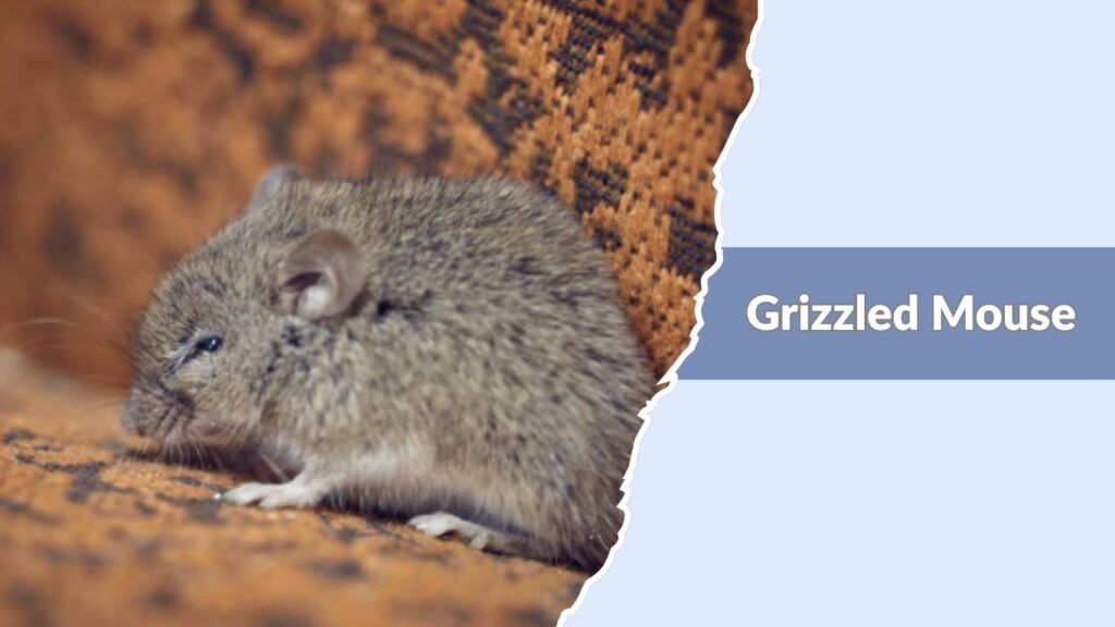 Grizzled Mouse