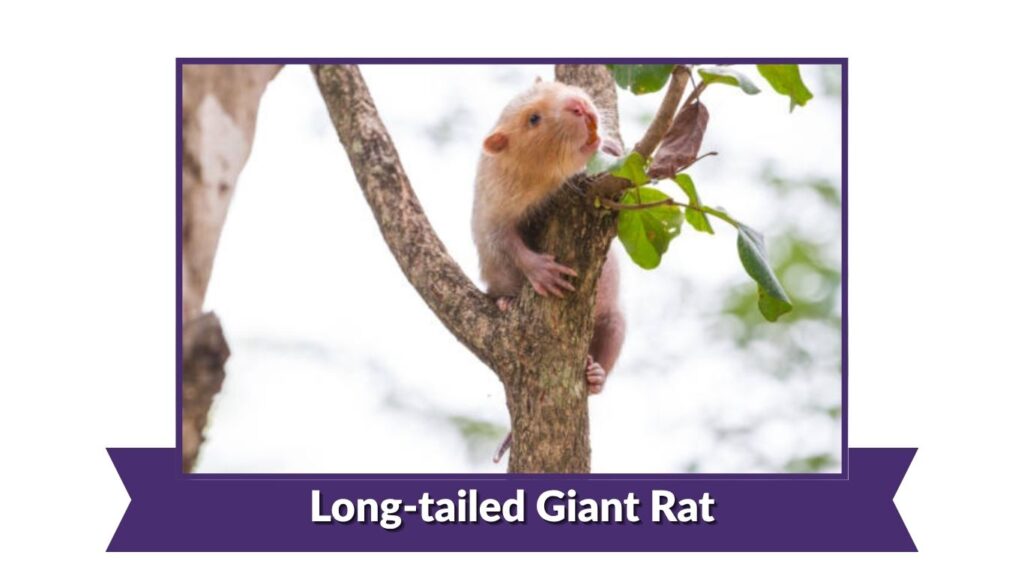 Long-tailed Giant Rat