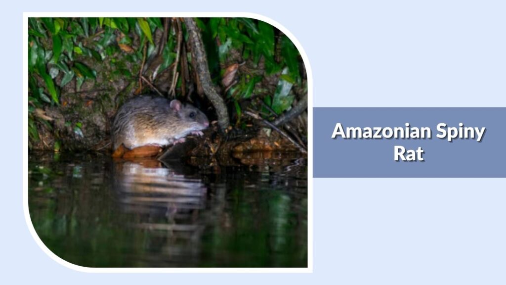 Amazonian Spiny Rat