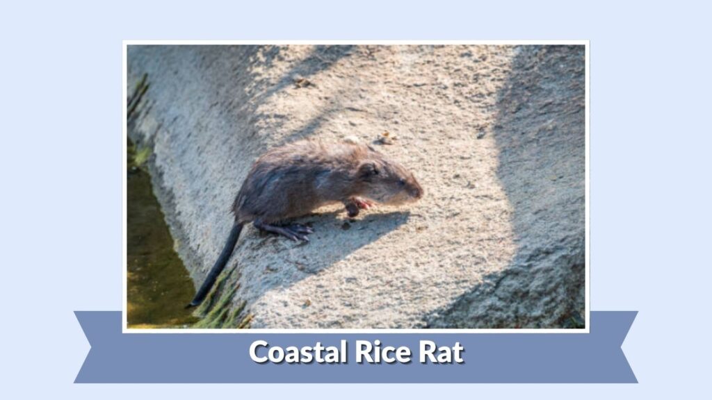 Coastal Rice Rat