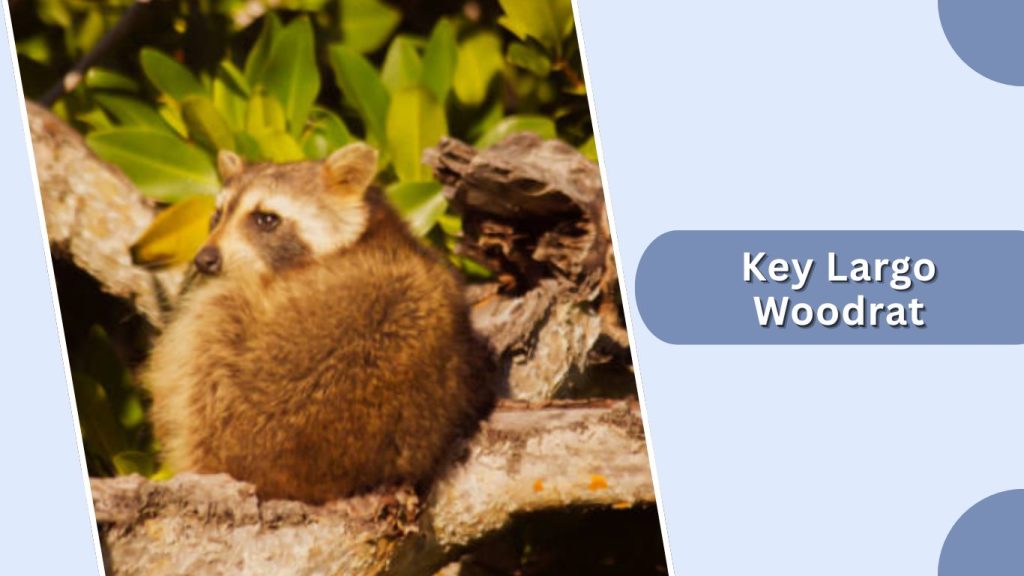 Key Largo Woodrat