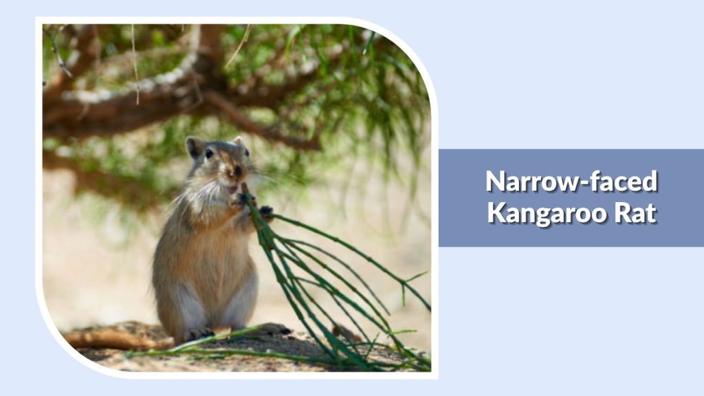  Narrow-faced Kangaroo Rat