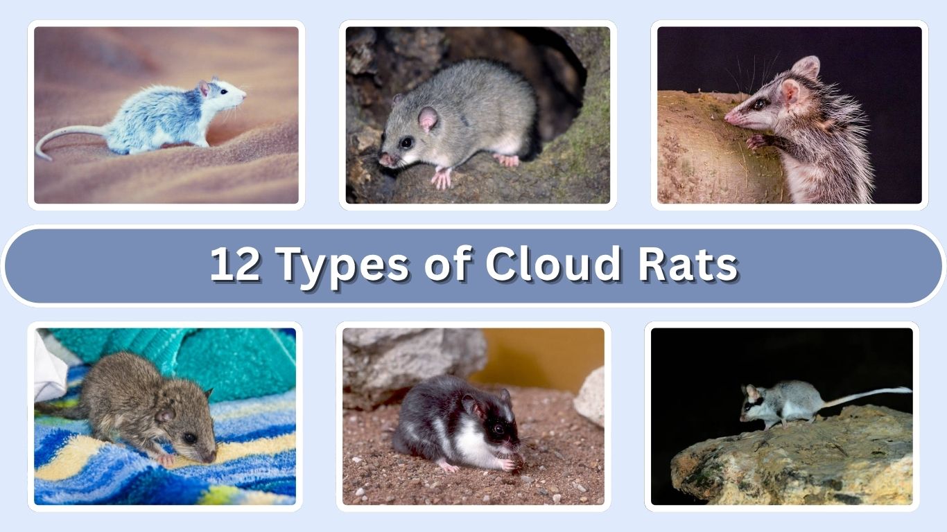 12 Types of Cloud Rats: Identification with Pictures