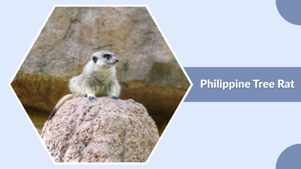 Philippine Tree Rat