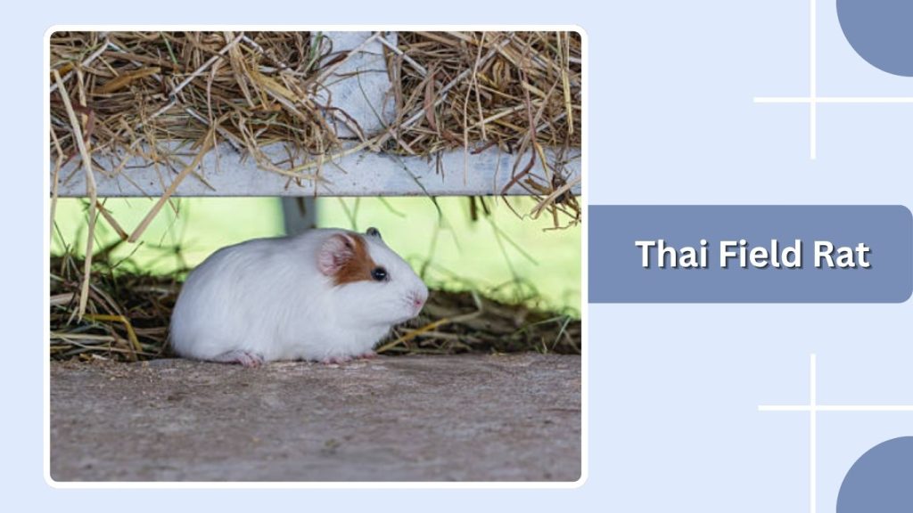 Thai Field Rat