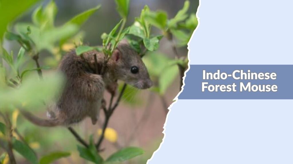 Indo-Chinese Forest Mouse