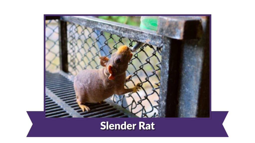 Slender Rat