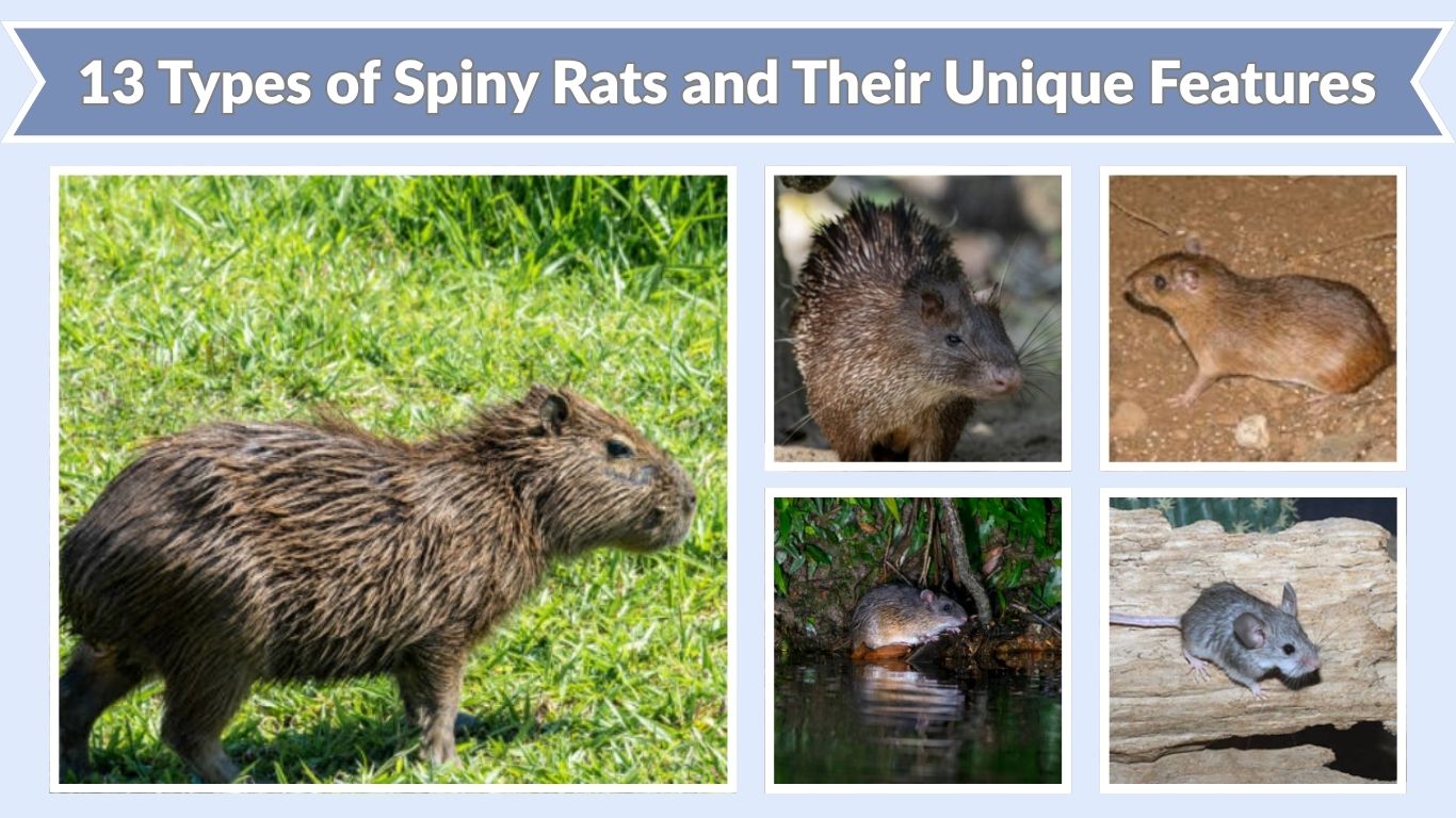 13 Types of Spiny Rats and Their Unique Features