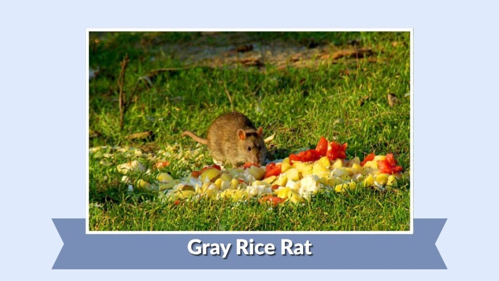 Gray Rice Rat