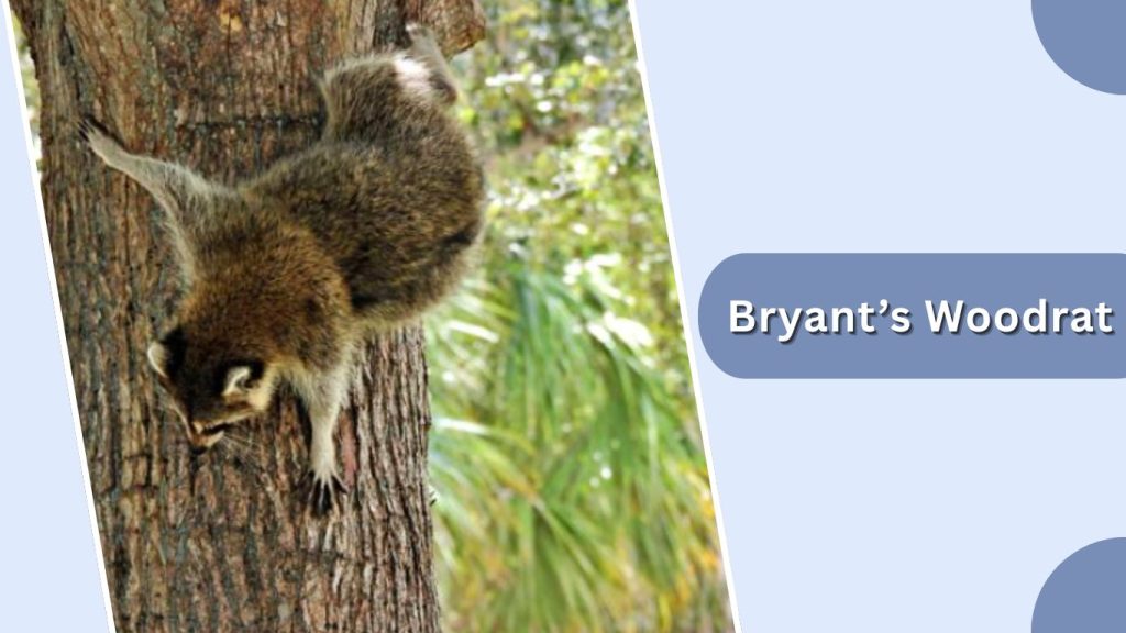 Bryant’s Woodrat