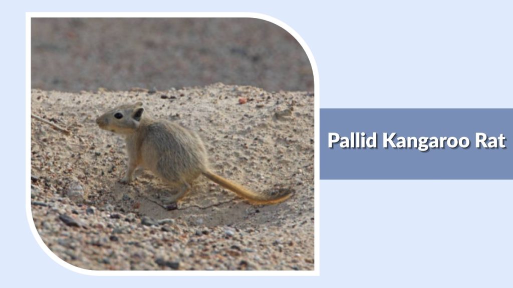 Pallid Kangaroo Rat