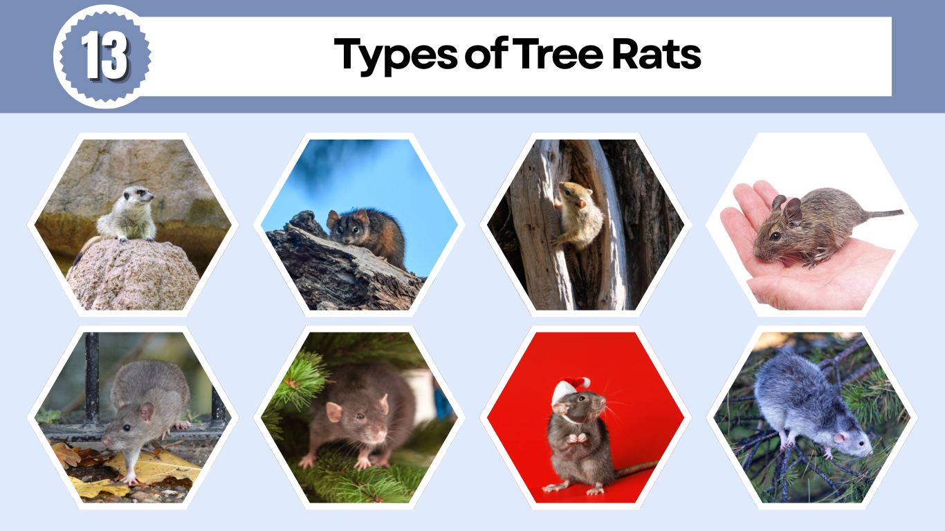 13 Types of Tree Rats: Identification with Pictures