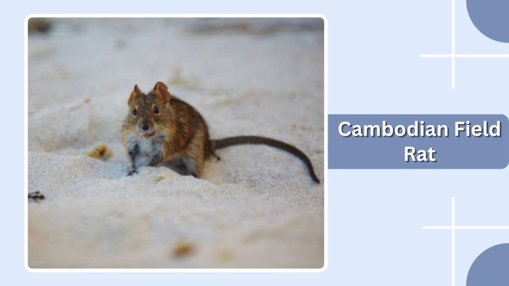 Cambodian Field Rat