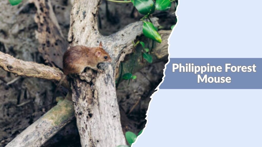 Philippine Forest Mouse