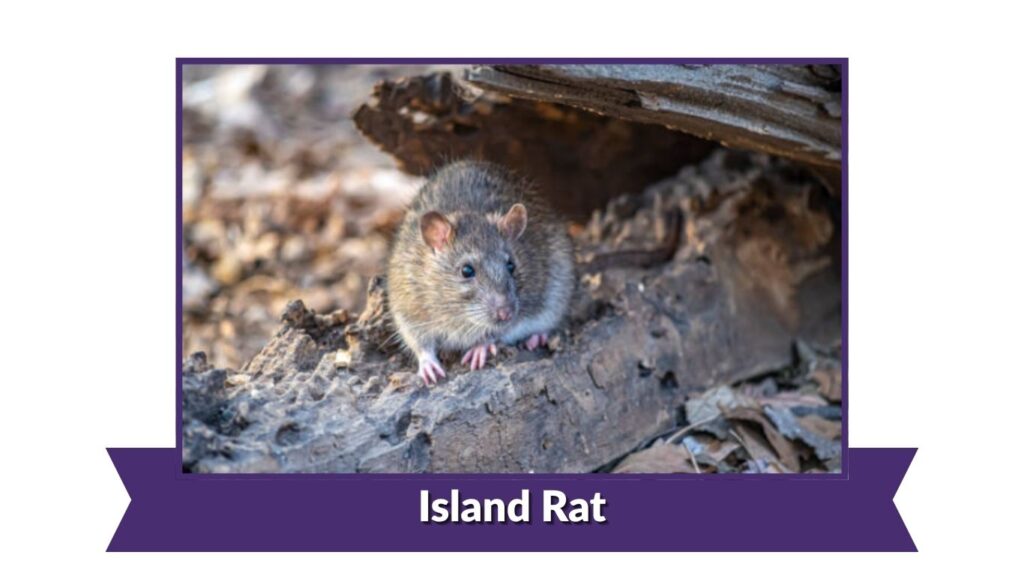 Island Rat