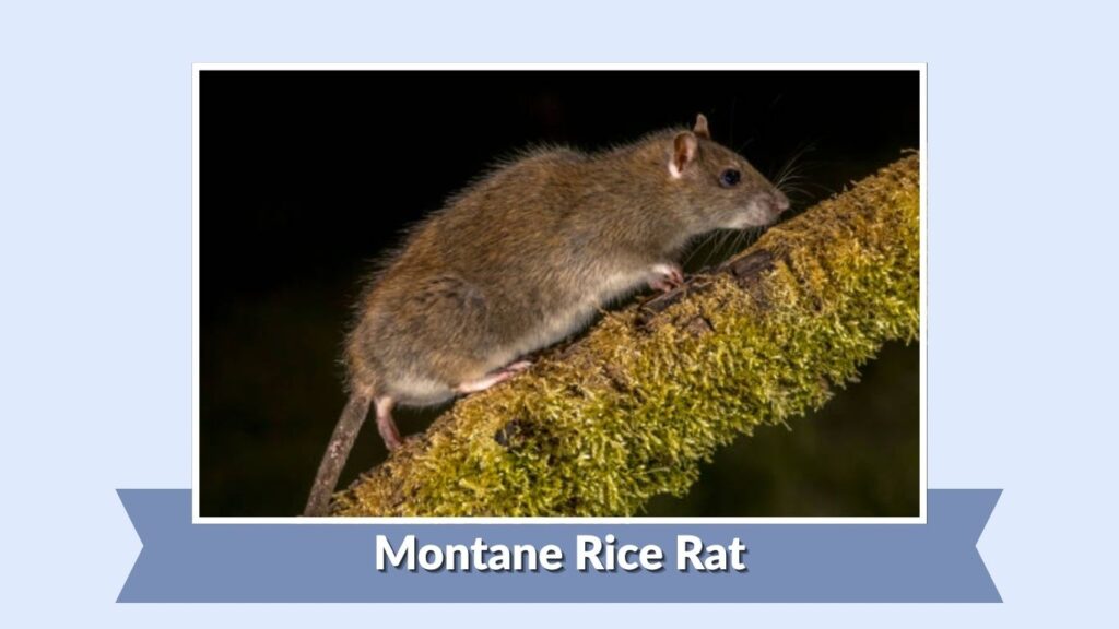 Montane Rice Rat