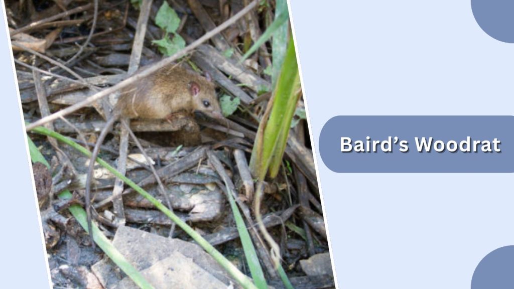 Baird’s Woodrat
