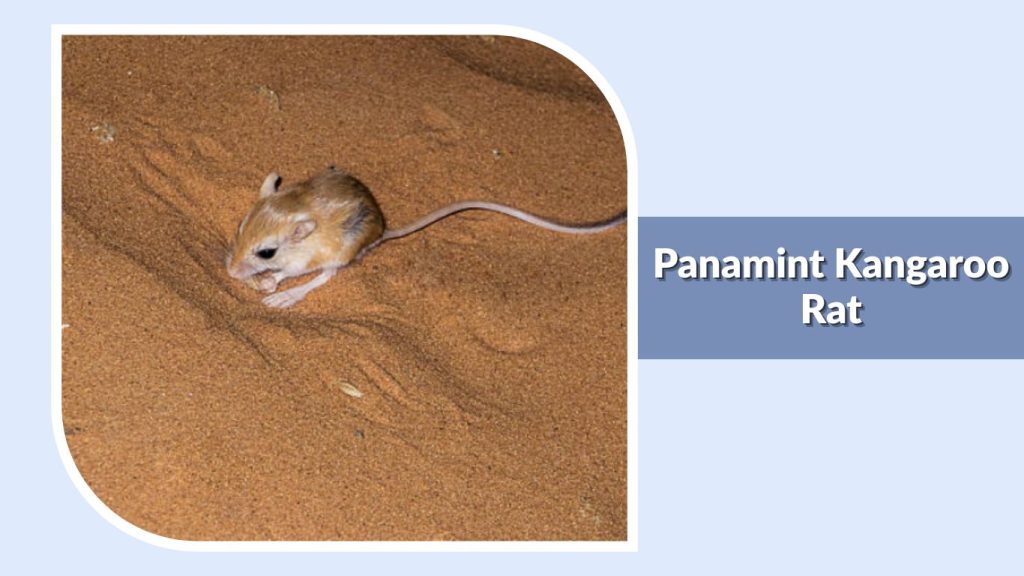 Panamint Kangaroo Rat