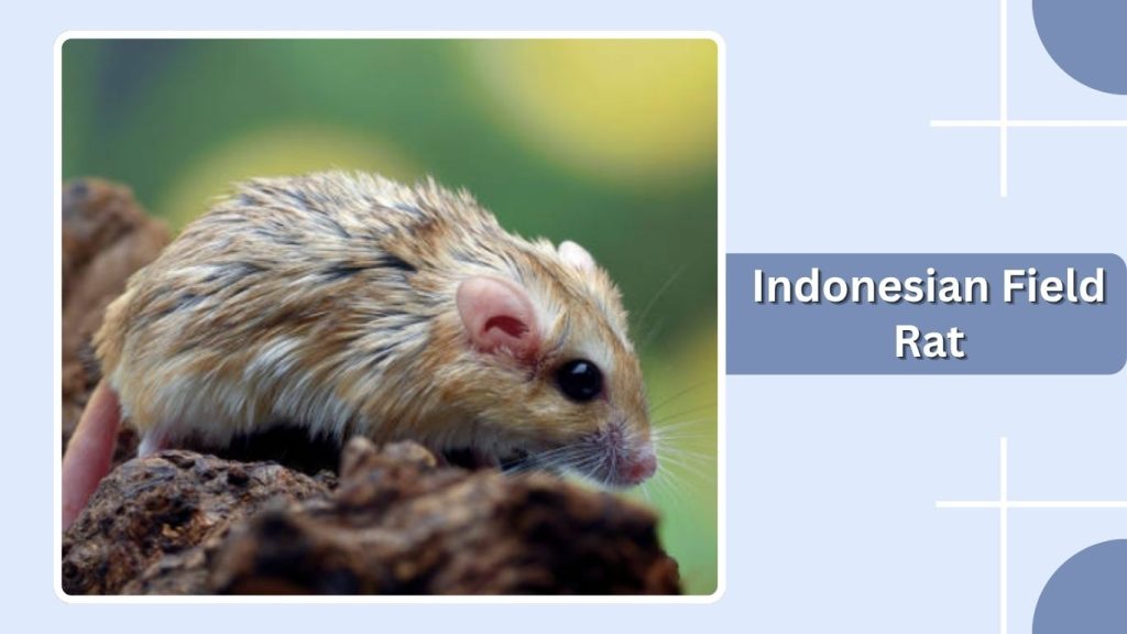 Indonesian Field Rat