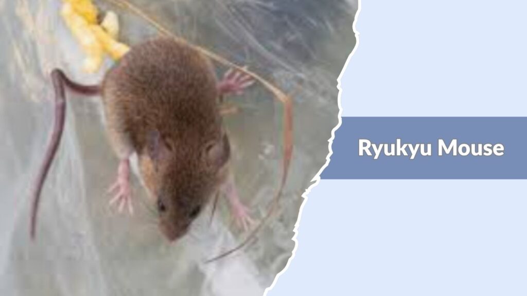 Ryukyu Mouse