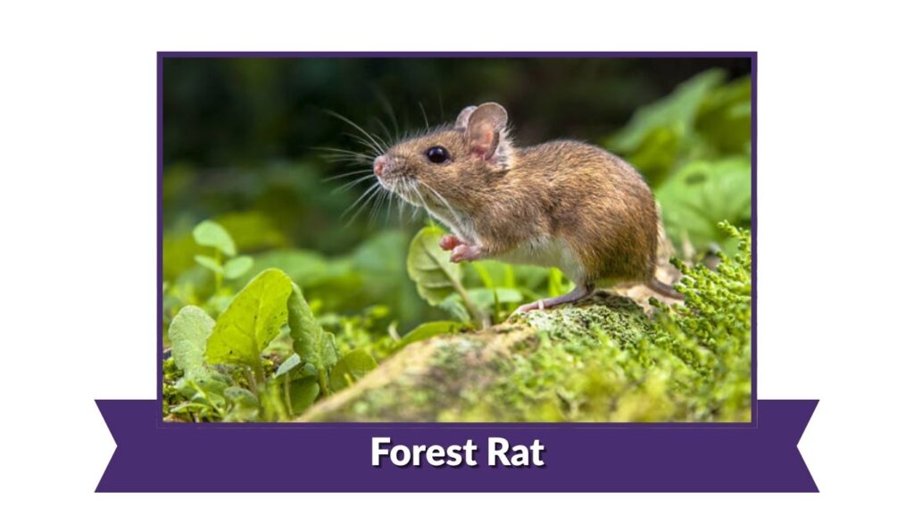 Forest Rat