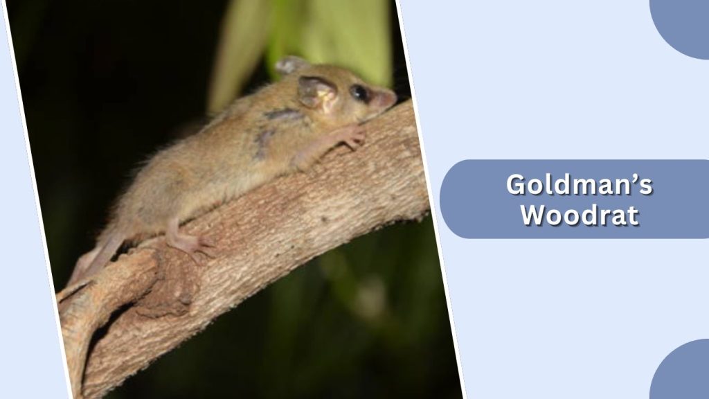 Goldman's Woodrat