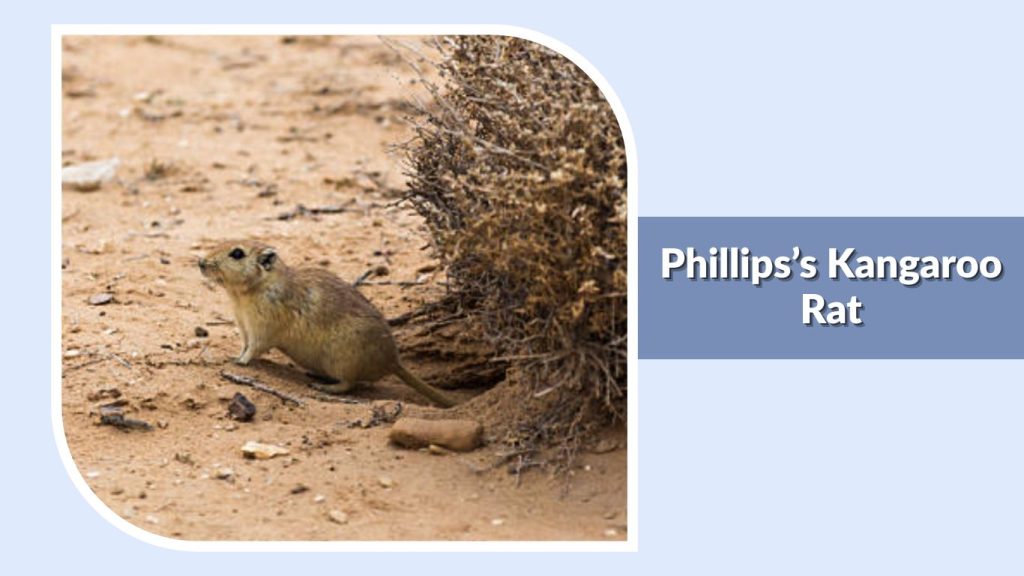 Phillips’s Kangaroo Rat
