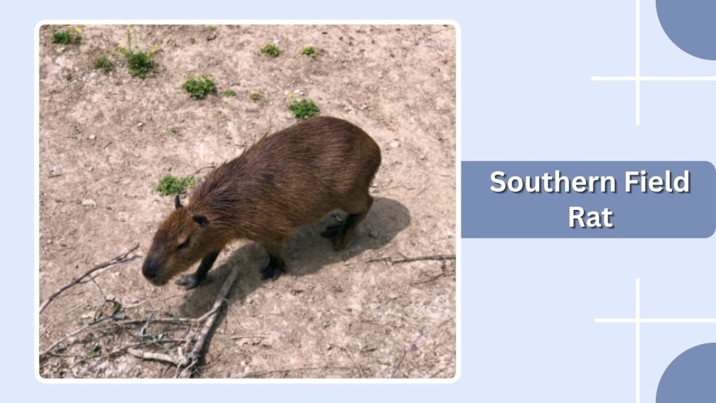 Southern Field Rat