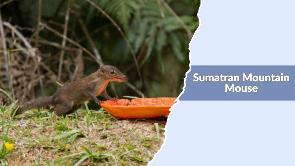 Sumatran Mountain Mouse