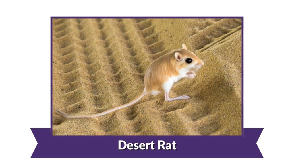 Desert Rat