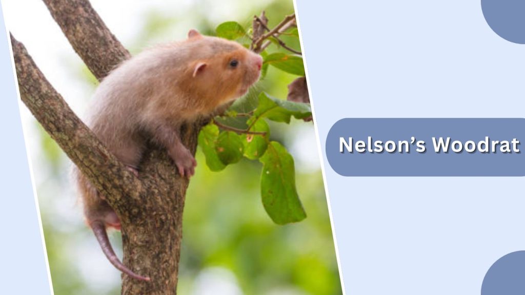 Nelson’s Woodrat