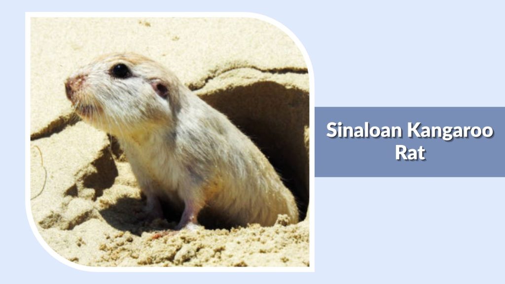 Sinaloan Kangaroo Rat